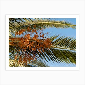 Date palm with vibrant orange fruit Art Print