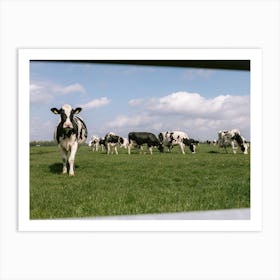 Dutch Cows in the meadow | The Netherlands Art Print