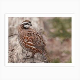 Harlequin Quail Art Print