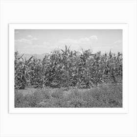 Corn Near Alfalfa Field, Cornish, Utah By Russell Lee Art Print