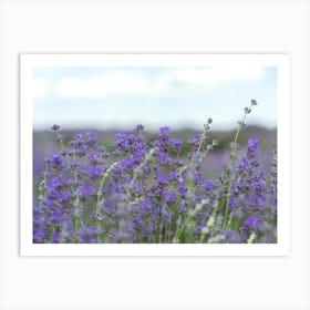 Lavender Field 9 Art Print