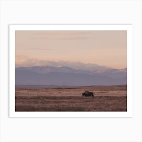 Pastel Sunset Bison Art Print