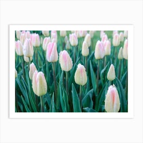 Ethereal Elegance | Tulips Floral photography | The Netherlands Art Print