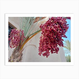 Date Palms Art Print