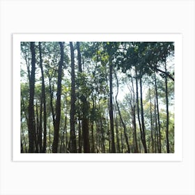 A Beautiful Forest 11 By Binod Dawadi Art Print