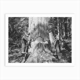 Long Bell Lumber Company, Cowlitz County, Washington, Undercutting A Fir Tree By Russell Lee Art Print