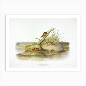 Orange Coloured Mouse, John James Audubon Art Print