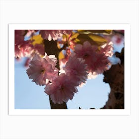 Pink blossoms of ornamental cherry 3 Art Print