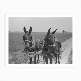 Untitled Photo, Possibly Related To New Madrid County, Missouri,Sharecropper Cultivating Cotton, Southeast Missouri Art Print
