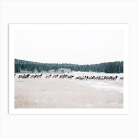 Elk Herd On Snowy Range Art Print