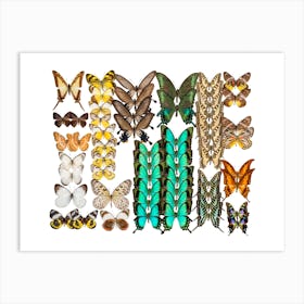 Collection Of Butterflies Landscape Art Print