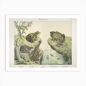 Vintage Schubert 6 Amphibien 7 Art Print