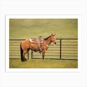 Horse Saddled To Ride Art Print