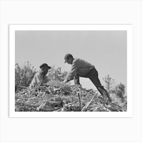 Untitled Photo, Possibly Related To Loading Sugar Cane Onto Truck By Means Of Large Scissors Grab Art Print