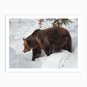 Bear Ready To Hibernate Art Print