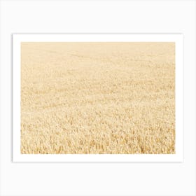 Barley field, Fife 11663 Art Print