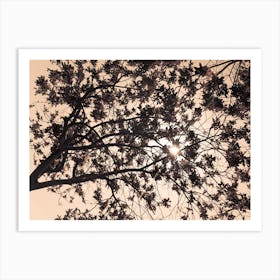 Sun Breaks Through The Branches Brown 2 Art Print