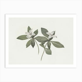 Lily Of The Valley 11 Art Print