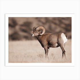 Bighorn Sheep Scenery Art Print