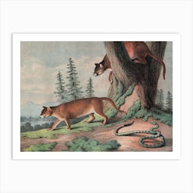 Vintage Kolb 6 Tafel 43 Puma Art Print