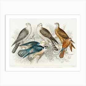 Gyr Falcon, Goshawk, Kite Or Glead, Peregrine Falcon, And Kestril (Female), Oliver Goldsmith Art Print