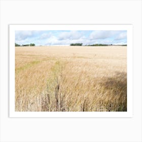 Barley field , Fife 11579 Art Print