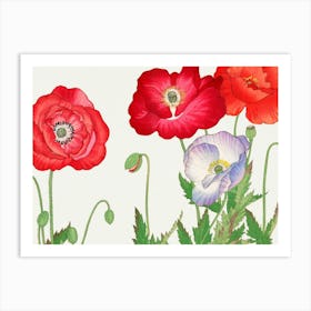 Poppies 11 Art Print