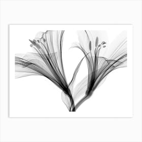 Black And White Lily Art Print