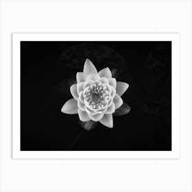 White Waterlily // Nature Photography Art Print