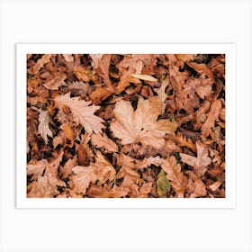 Leaves On Forest Floor Art Print
