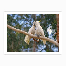 Cockatoos In A Tree Art Print