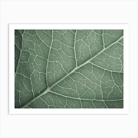 Green Leaf Veins Art Print