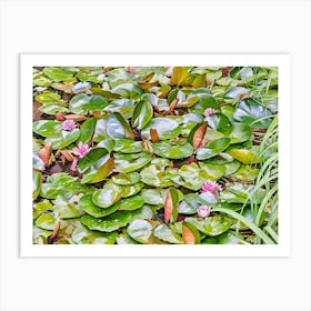 Serene Water Lily Pads. A vibrant collection of lush green lily pads with delicate white water lilies blooming amidst the foliage, creating a tranquil aquatic scene filled with natural beauty. 1 Art Print