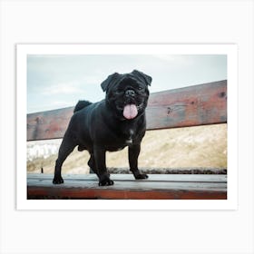 Black Pug Dog On A Bench Art Print