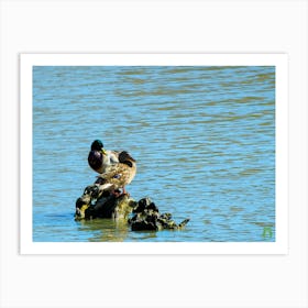 Ducks In The Water 20200301 21rt1ppub Art Print