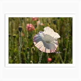 White poppy flower and seed capsule Art Print