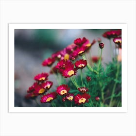 Red Daisies In The Garden Art Print