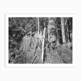 Fresh Stump Of Tree Just Falled, Long Bell Lumber Company, Cowlitz County, Washington, Notice When Writing This Art Print