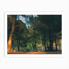 Low Angle View Of Pine Tree Forest At Sunset Light Time Art Print