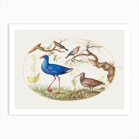 Swamp Hen And Woodcock With Two Finches (1575–1580), Joris Hoefnagel Art Print