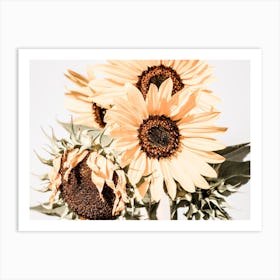 Summer Sunflowers Art Print
