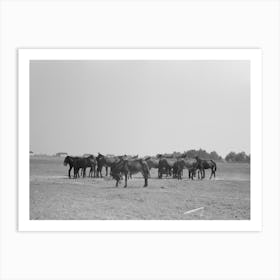 Untitled Photo, Possibly Related To Mules, Lake Dick Cooperative Association, Lake Dick, Arkansas By Art Print