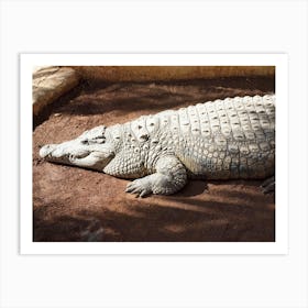 Chilling Crocodile At The Gran Canaria Crocodile Park Art Print