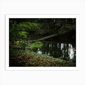 Fallen Tree In Forest Pond // Nature Photography 1 Art Print