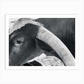 Black And White Cow With Horns Art Print