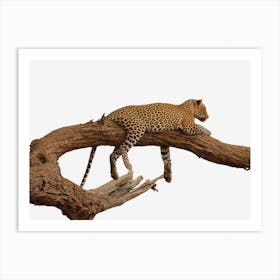 Leopard Sleeping On A Branch Art Print