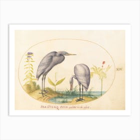 Flying And Amphibious Animals, Joris Hoefnagel (2) 2 Art Print