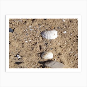 Shells On The Beach 2 Art Print