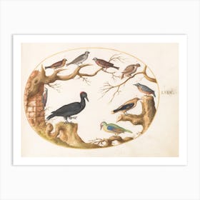 Animalia Volatilia Et Amphibia, Joris Hoefnagel (6) Art Print