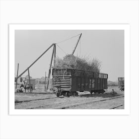 Sugarcane Loaded Into Gondola Car, New Roads, Louisiana By Russell Lee Art Print